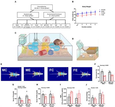 Environmental Enrichment and Estrogen Upregulate Beta-Hydroxybutyrate Underlying Functional Improvement